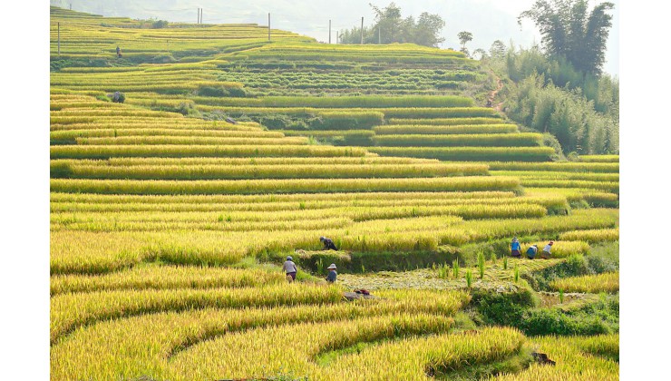 DU LỊCH 4 MÙA Y TÝ-SAPA2,VỊ TRÍ ĐẮC ĐỊA TIỀM NĂNG SINH LỜI CAO